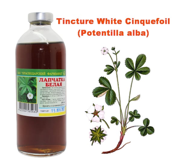 Tincture White Cinquefoil 250ml (Potentilla alba) 100% Natural Лапчатка белая