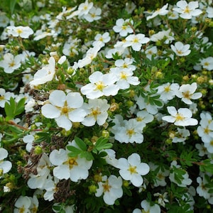 Puede incluir: Un primer plano de un arbusto con muchas flores blancas peque&ntilde;as en flor. Las flores est&aacute;n agrupadas y tienen un aspecto delicado.