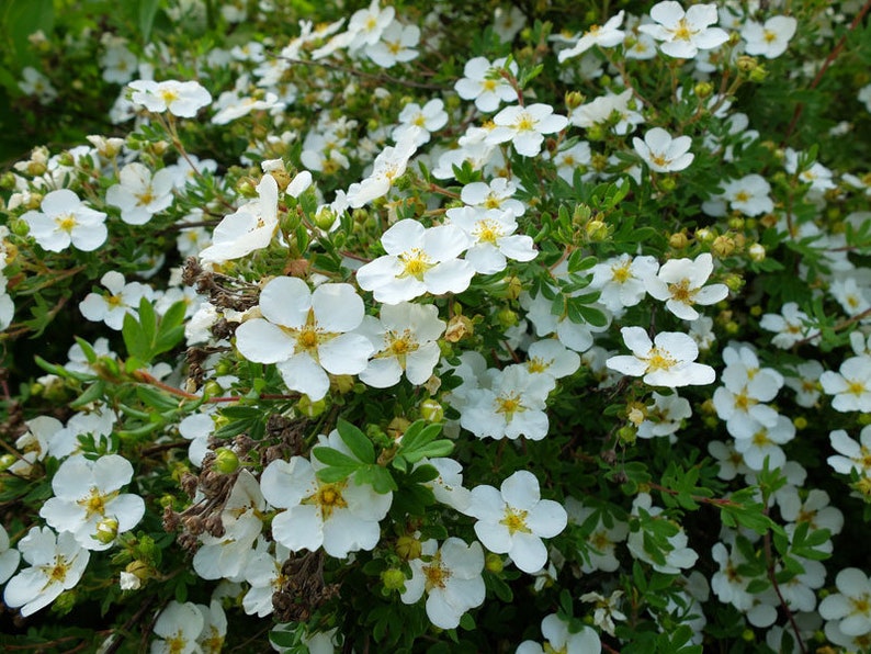 Puede incluir: Un primer plano de un arbusto con muchas flores blancas peque&ntilde;as en flor. Las flores est&aacute;n agrupadas y tienen un aspecto delicado.