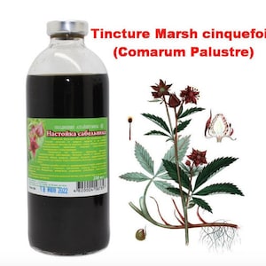 May include: A dark brown glass bottle with a green label that reads "Настойка сабельника" (Tincture of Marsh Cinquefoil) and "250 мл" (250 ml). The bottle is labelled with a date of "18 НОЯ 2022" (November 18, 2022). The bottle is next to a botanical illustration of a Marsh Cinquefoil plant with red flowers and green leaves.