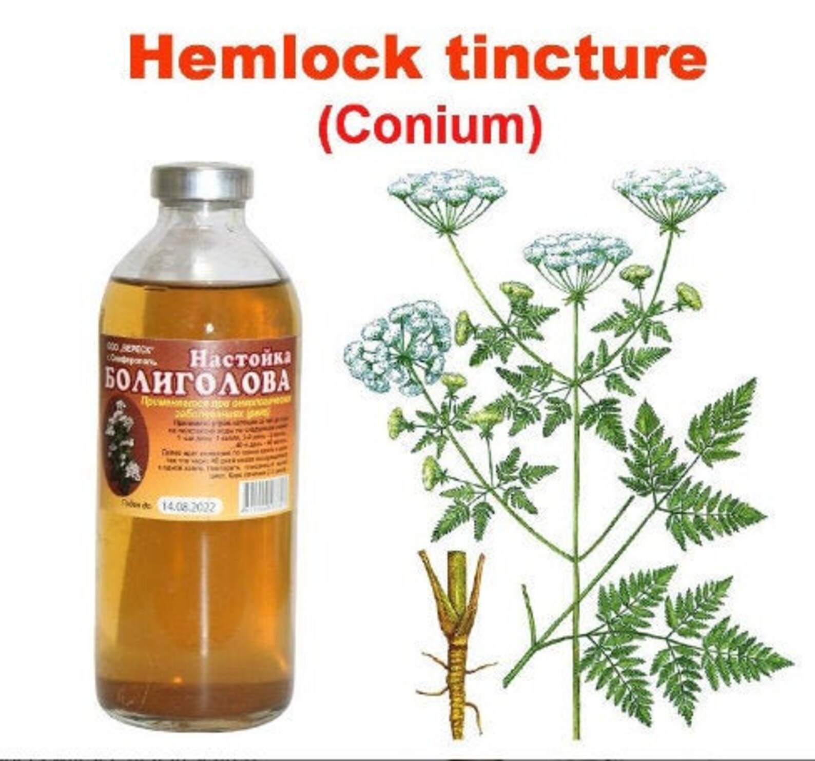 Hemlock Tincture conium 250ml Настойка Болиголова | Etsy