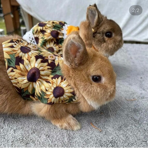 Gilet tournesol harnais gilet lapin pour animal de compagnie harnais lapin pour petit animal de compagnie robe lapin cobaye chinchilla Etsy France