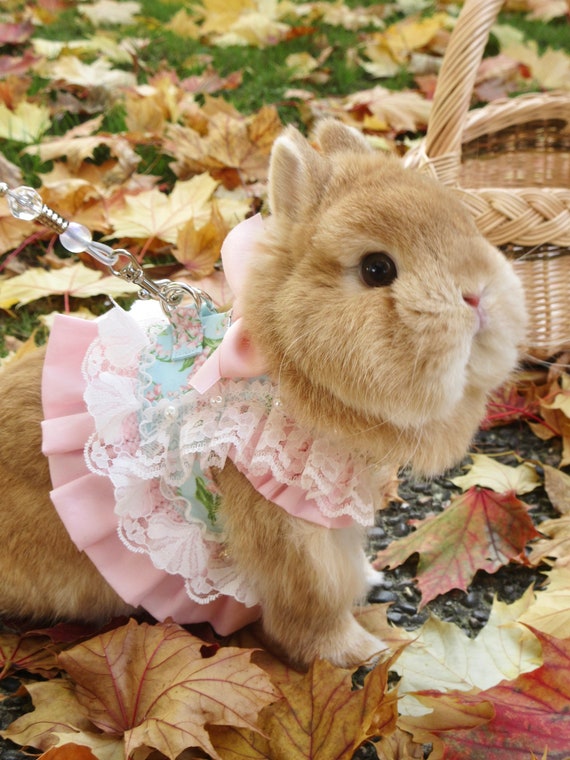 Lily of the Valley Rabbit Bunny Dress/harness, Small Pet Dress Clothing -  Etsy