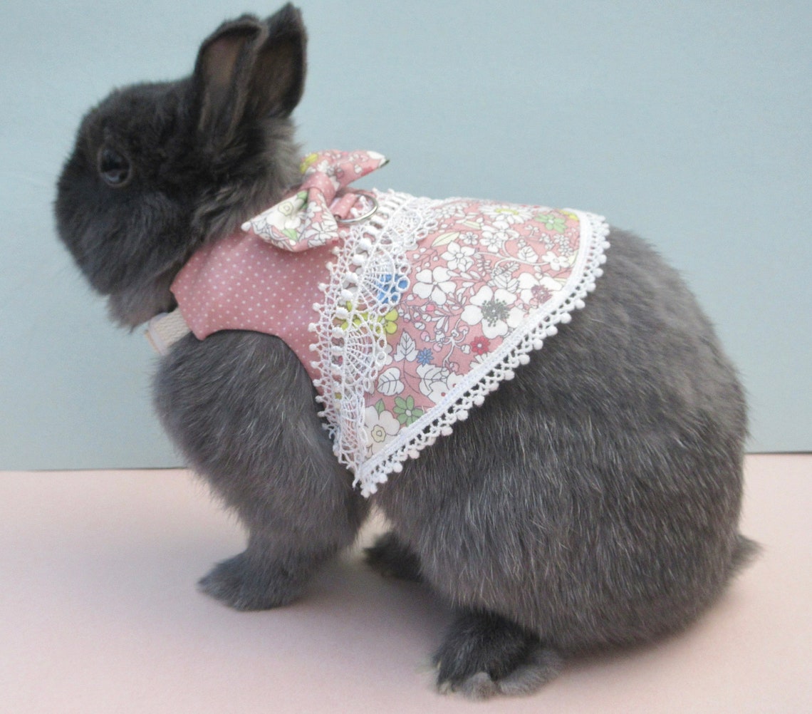 Pet Bunny Dress/Harness Rabbit Clothing Dwarf Holland Lop Etsy