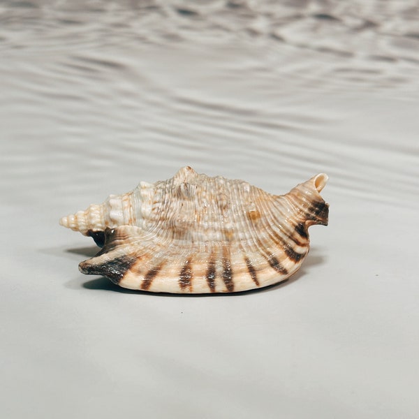 Coquillage des mers du sud, Décoration intérieure