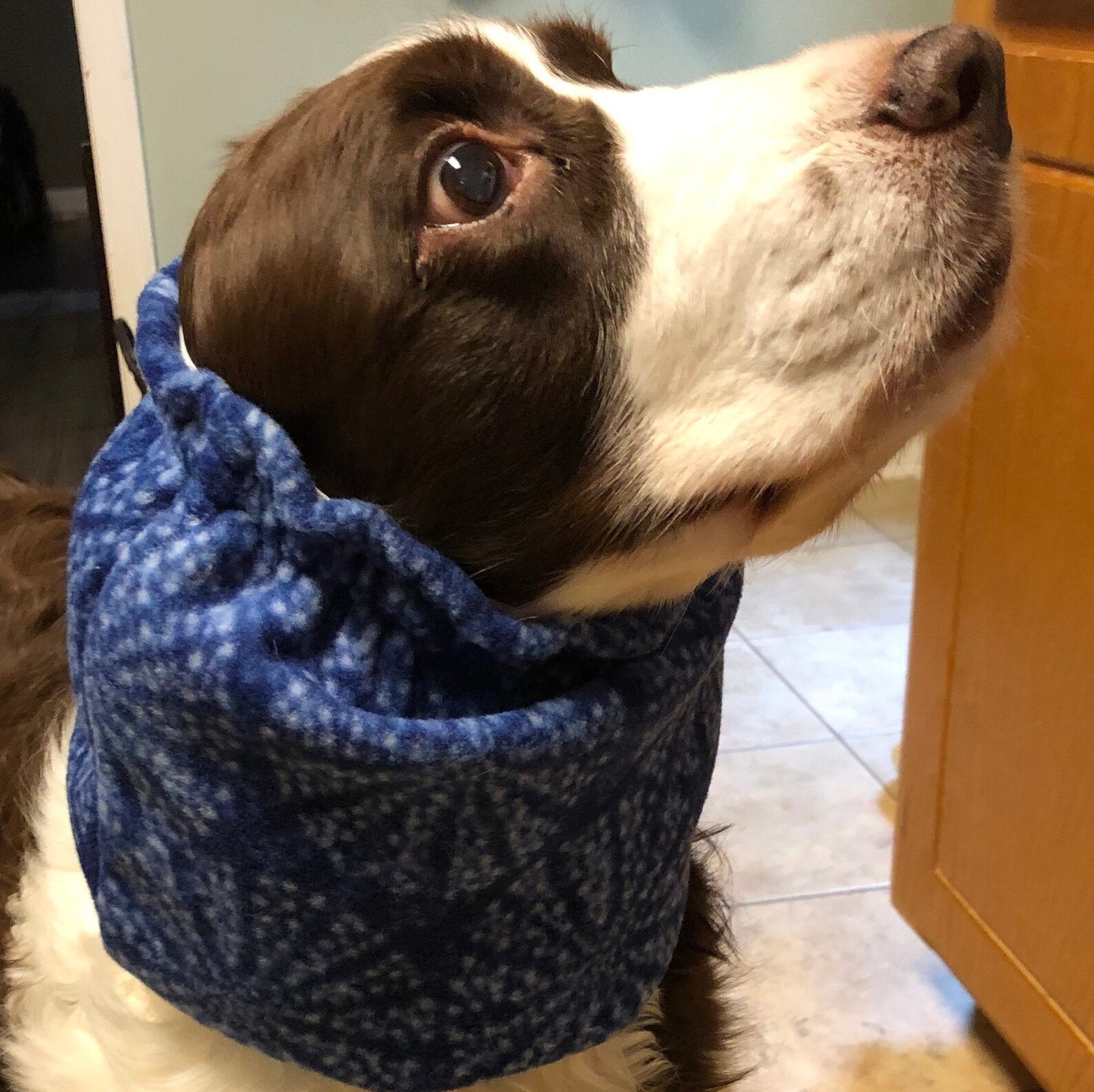 Fleece Dog Snood Ear Protector Snood for LongEared Dog Etsy