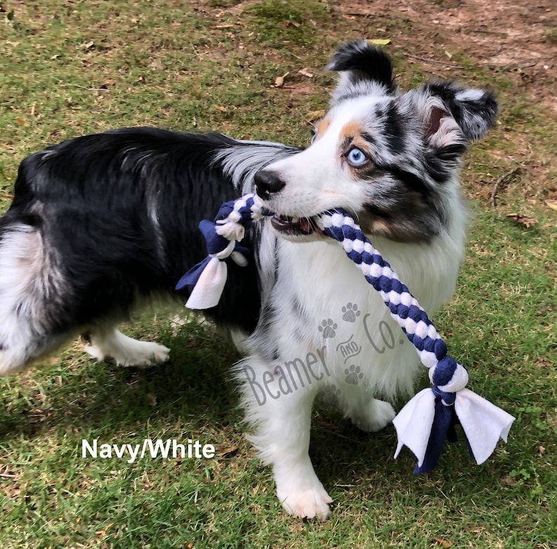 May include: A tri-color Australian Shepherd dog with blue eyes holds a navy and white rope toy in its mouth. The toy has a braided design and fabric ends. The text "Navy/White" is at the bottom left.