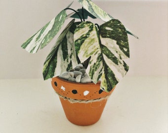 Plante à papier Variegata Monstera