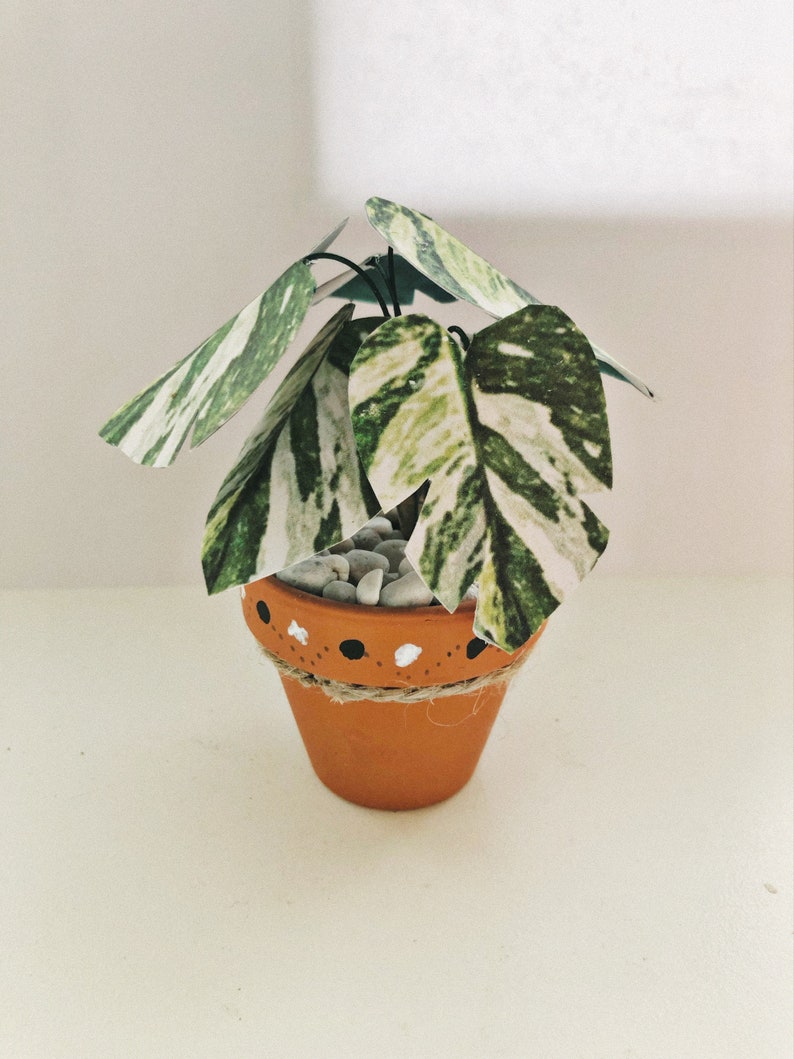 Paper Plant Variegata Monstera image 1