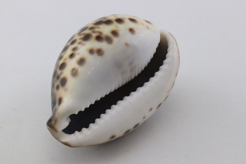 Vintage Cypraea Mauritiana Sea Shell, Brown Sea Snail Shell, Decorative Shell, Beautiful Collectible Shell image 7