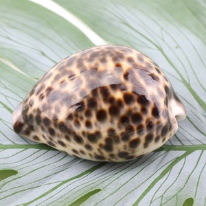 Vintage Cypraea Mauritiana Sea Shell, Brown Sea Snail Shell, Decorative Shell, Beautiful Collectible Shell image 1