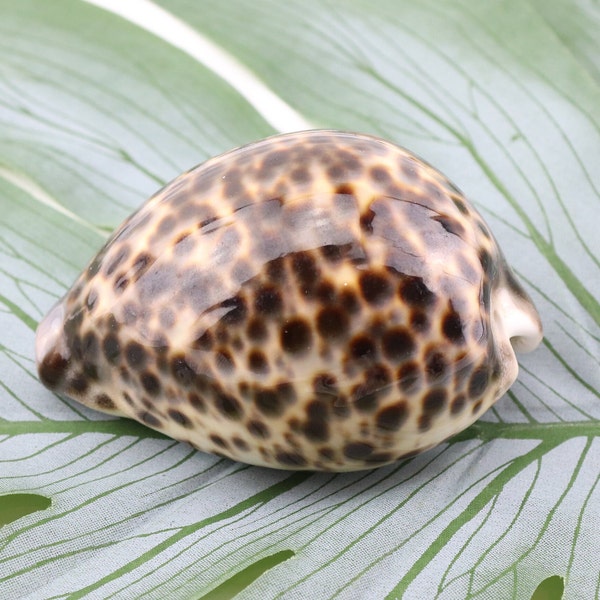 Vintage Cypraea Mauritiana Sea Shell, Brown Sea Snail Shell, Decorative Shell, Beautiful Collectible Shell