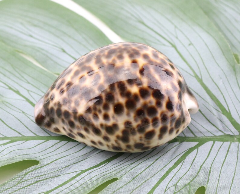 Vintage Cypraea Mauritiana Sea Shell, Brown Sea Snail Shell, Decorative Shell, Beautiful Collectible Shell image 1