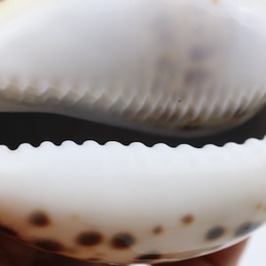 Vintage Cypraea Mauritiana Sea Shell, Brown Sea Snail Shell, Decorative Shell, Beautiful Collectible Shell image 8