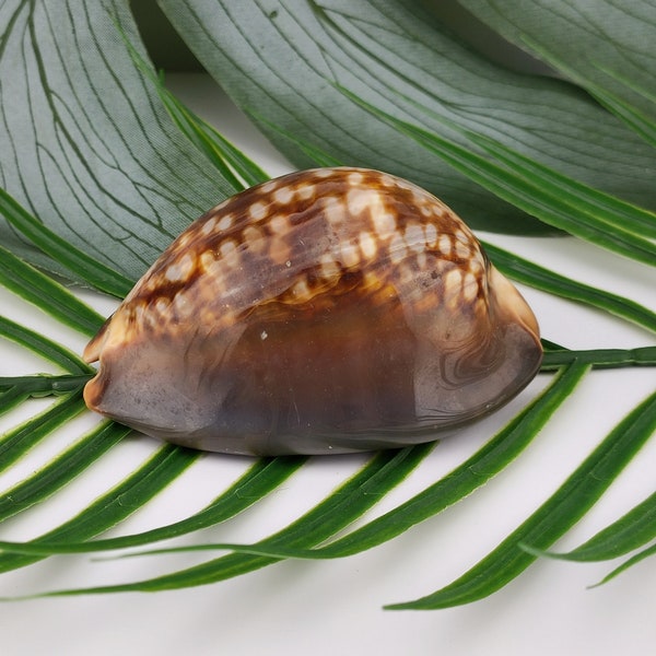 Vintage Cypraea Mauritiana Sea Shell in large size XL, Brown sea shell sea snail, vintage collectible seashell