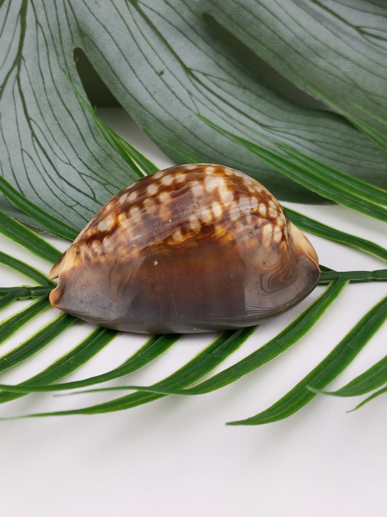 Vintage Cypraea Mauritiana Sea Shell in large size XL, Brown sea shell sea snail, vintage collectible seashell image 1