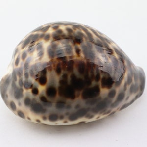 Vintage Cypraea Mauritiana Sea Shell, Brown Sea Snail Shell, Decorative Shell, Beautiful Collectible Shell image 2