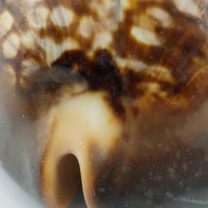 Vintage Cypraea Mauritiana Sea Shell in large size XL, Brown sea shell sea snail, vintage collectible seashell image 10
