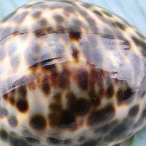 Vintage Cypraea Mauritiana Sea Shell, Brown Sea Snail Shell, Decorative Shell, Beautiful Collectible Shell image 3