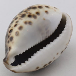 Vintage Cypraea Mauritiana Sea Shell, Brown Sea Snail Shell, Decorative Shell, Beautiful Collectible Shell image 10