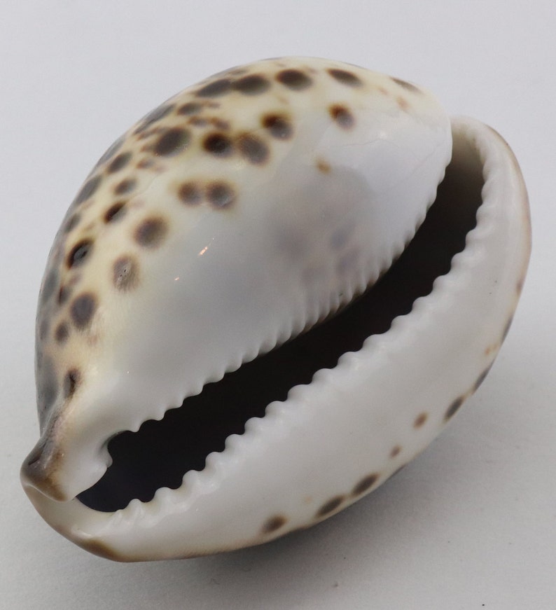 Vintage Cypraea Mauritiana Sea Shell, Brown Sea Snail Shell, Decorative Shell, Beautiful Collectible Shell image 10