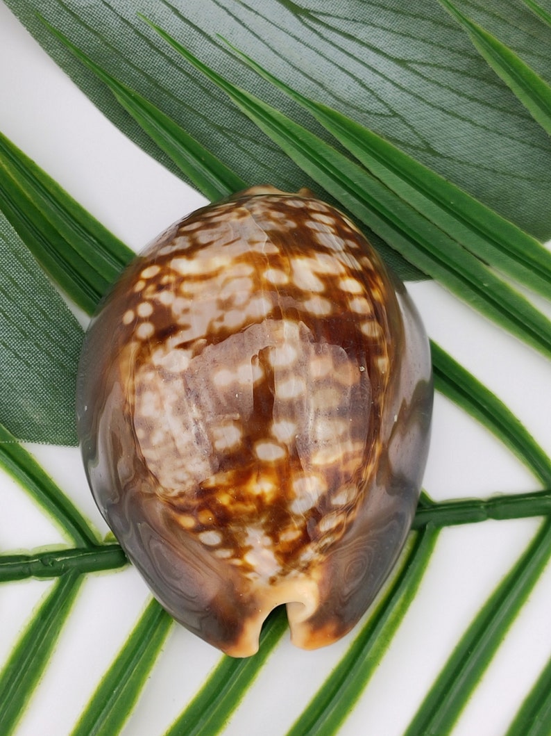 Vintage Cypraea Mauritiana Sea Shell in large size XL, Brown sea shell sea snail, vintage collectible seashell image 3