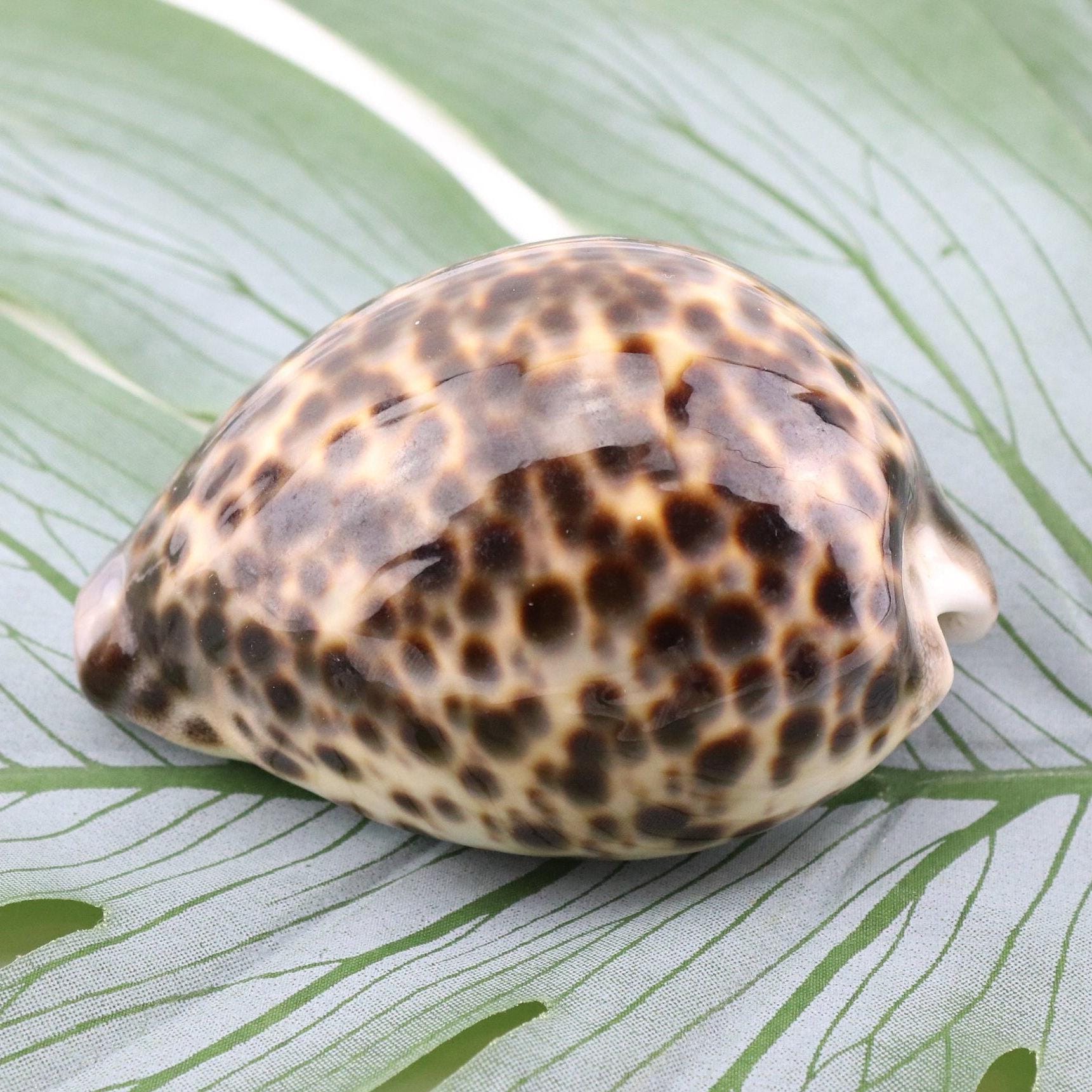 Vintage Cypraea Mauritiana Sea Shell, Brown Sea Snail Shell