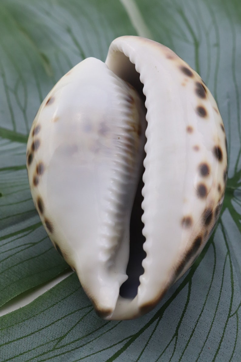 Vintage Cypraea Mauritiana Sea Shell, Brown Sea Snail Shell, Decorative Shell, Beautiful Collectible Shell image 5