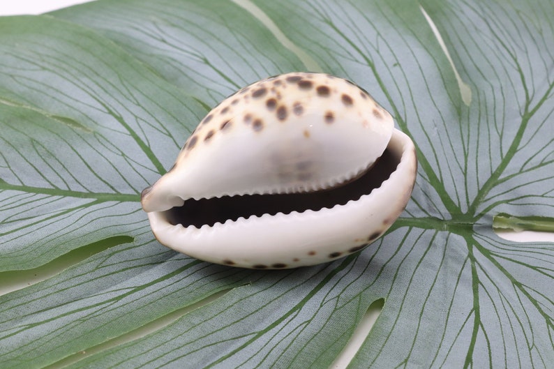 Vintage Cypraea Mauritiana Sea Shell, Brown Sea Snail Shell, Decorative Shell, Beautiful Collectible Shell image 4