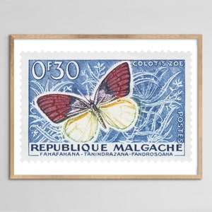 Malagache Colotis Zoe Stempel Druck