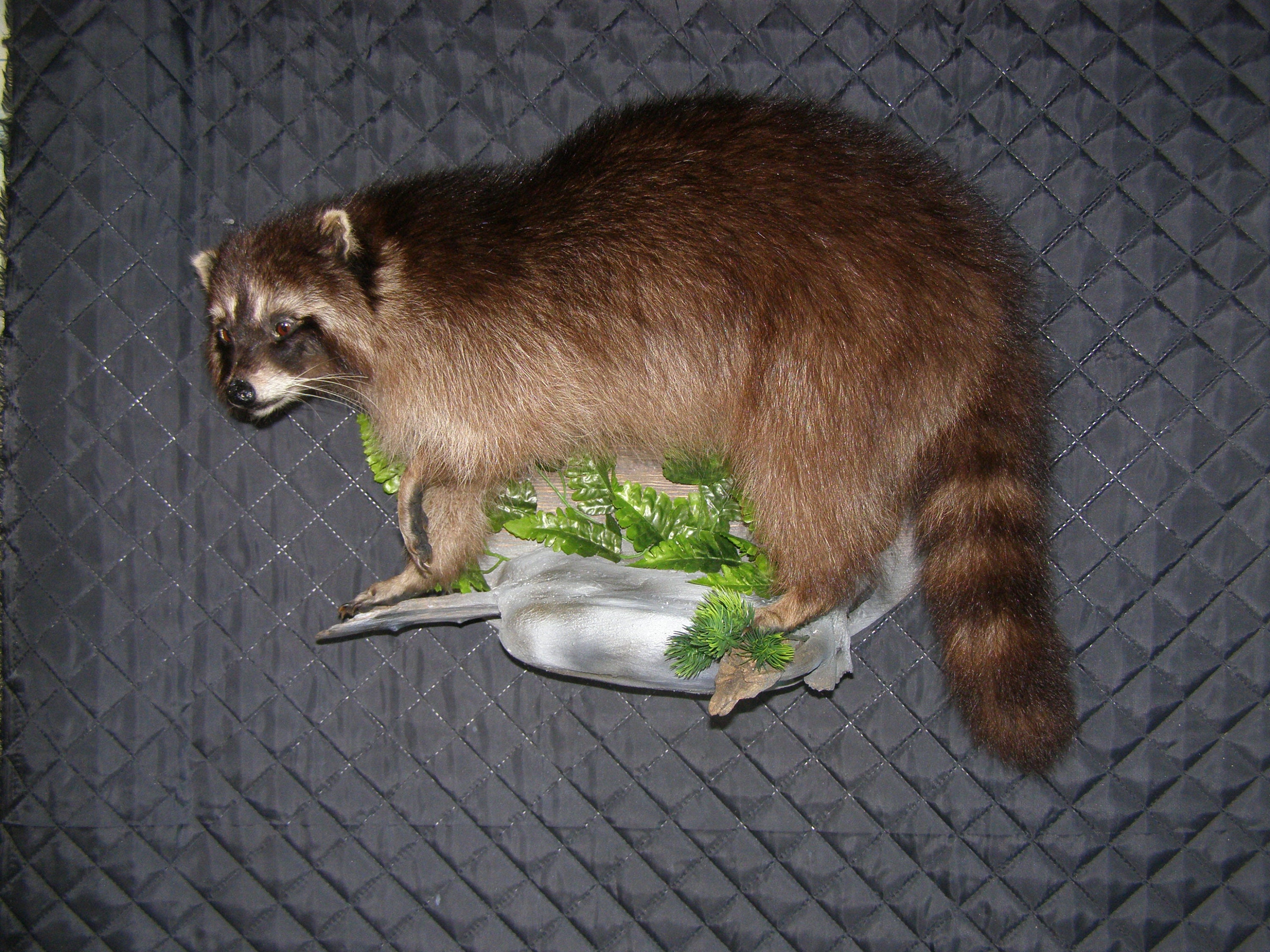 Waschbär. Ein echter ausgestopfter Waschbär. Dekor. | Etsy