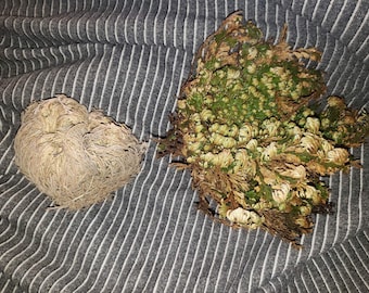 Jericho Flower | Resurrection Plant, Spiritual Tool