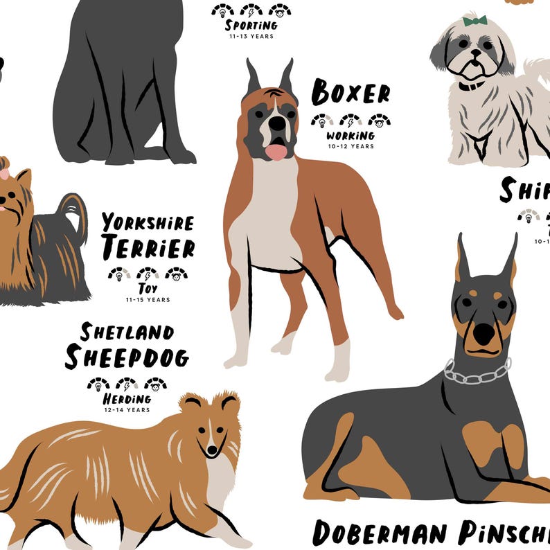 Puede incluir: Un fondo blanco con ilustraciones de diferentes razas de perros. Cada perro est&aacute; etiquetado con el nombre de su raza y una descripci&oacute;n de su grupo, como "Sporting", "Working", "Toy" y "Herding". Las razas que se muestran son Yorkshire Terrier, Shetland Sheepdog, Boxer, Doberman Pinscher y Shih Tzu.