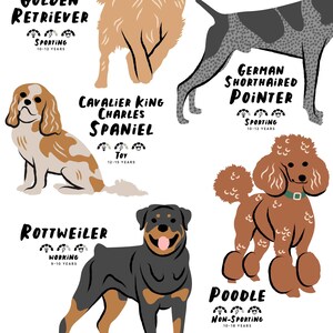 Puede incluir: Ilustraci&oacute;n de 10 razas de perros diferentes con sus nombres y clasificaciones de grupo de raza. Los perros est&aacute;n ilustrados en un estilo de dibujos animados con l&iacute;neas simples y colores brillantes. Las razas son Golden Retriever, Cavalier King Charles Spaniel, Braco Alem&aacute;n de Pelo Corto, Caniche, Rottweiler y otras cuatro razas.