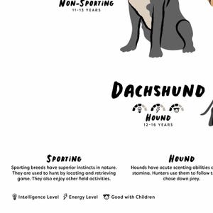 Puede incluir: Una ilustraci&oacute;n en blanco y negro de un perro Dachshund, etiquetado como "Dachshund" con las palabras "Hound" y "12-16 Years" debajo. La ilustraci&oacute;n forma parte de un gr&aacute;fico que categoriza las razas de perros por tipo y duraci&oacute;n de vida.