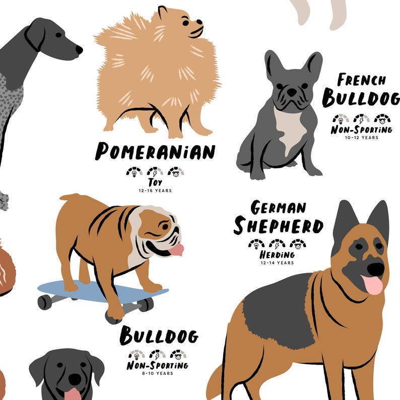 Puede incluir: Ilustraci&oacute;n de 10 razas de perros diferentes con sus nombres y grupo de raza. Los perros est&aacute;n ilustrados en un estilo de dibujos animados con l&iacute;neas y colores simples. Las razas incluyen: Bulldog franc&eacute;s, Pomerania, Pastor alem&aacute;n, Bulldog, Sabueso, Beagle, Dachshund, Golden Retriever, Labrador Retriever y Caniche.