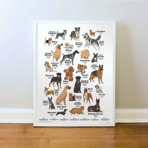 Puede incluir: Un p&oacute;ster ilustrado colorido que presenta diferentes razas de perros. Cada raza se representa con una ilustraci&oacute;n de estilo de dibujos animados y su nombre est&aacute; escrito en texto negro debajo de la imagen. El p&oacute;ster est&aacute; sobre un fondo blanco.