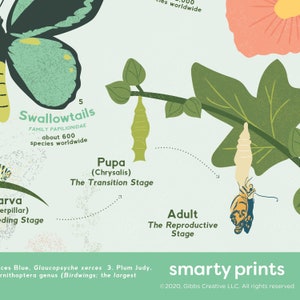 Butterfly Families and Species Poster Butterfly Metamorphosis - Etsy