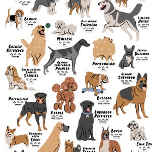 Puede incluir: Una ilustraci&oacute;n colorida de diferentes razas de perros con sus nombres y categor&iacute;as de raza. Los perros se representan en varias poses y colores, incluyendo un golden retriever, un beagle, un rottweiler, un caniche, un bulldog, un labrador retriever, un pastor alem&aacute;n, un pomerania, un shih tzu, un yorkshire terrier, un boxer, un bulldog franc&eacute;s, un husky siberiano, un cavalier king charles spaniel, un corgi gal&eacute;s de Pembroke, un malt&eacute;s, un braco alem&aacute;n de pelo corto y un pastor australiano.
