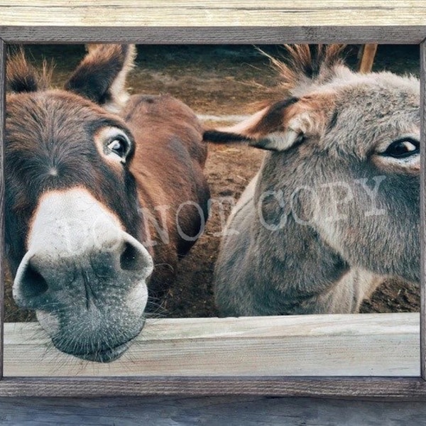 Donkey Wall Art Etsy