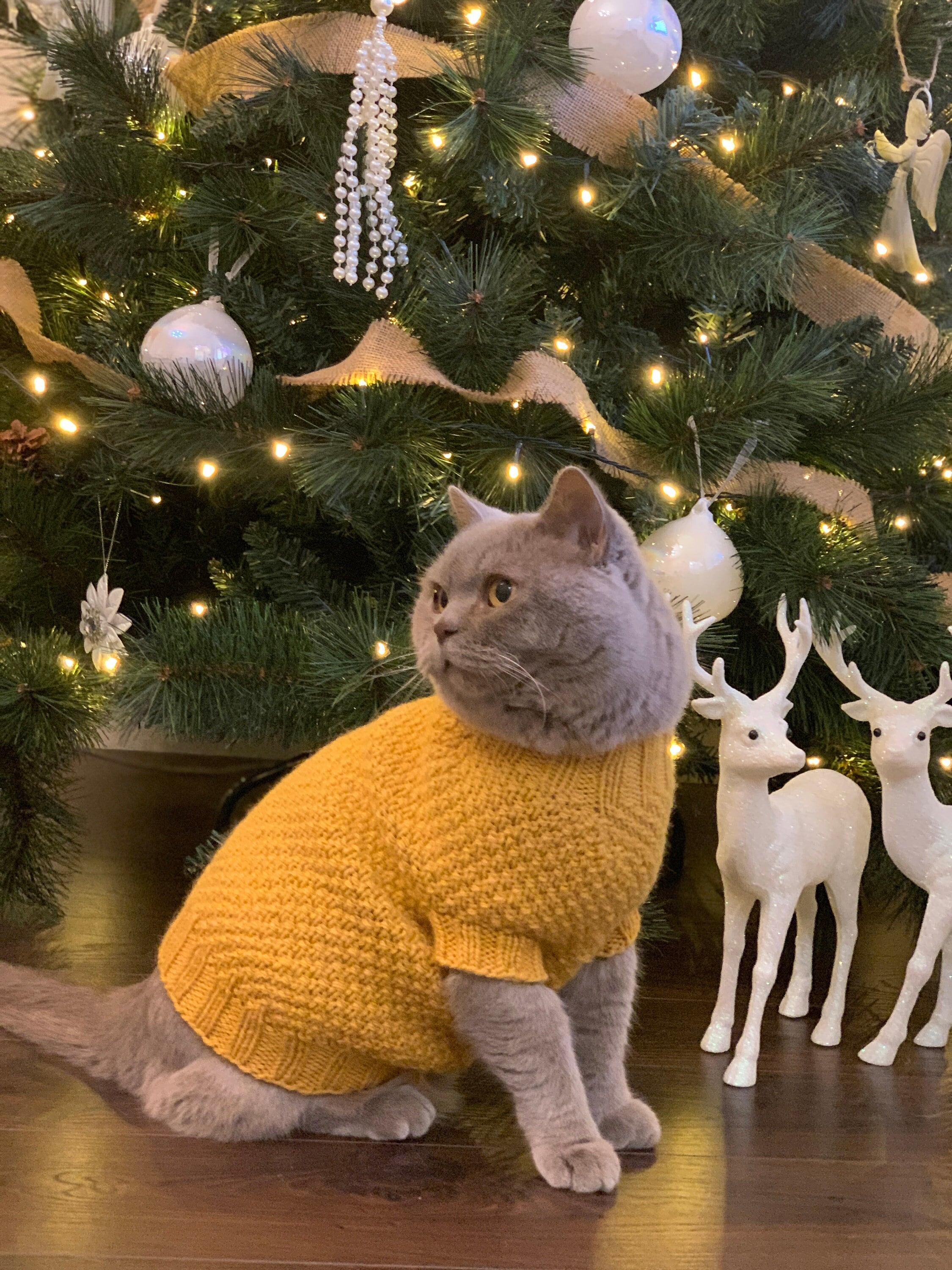persian cat sweater