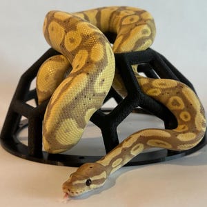 May include: A ball python with a tan and yellow pattern is coiled around a black, geometric, decorative stand. The snake's head is visible, with its tongue extended. The background is plain white.