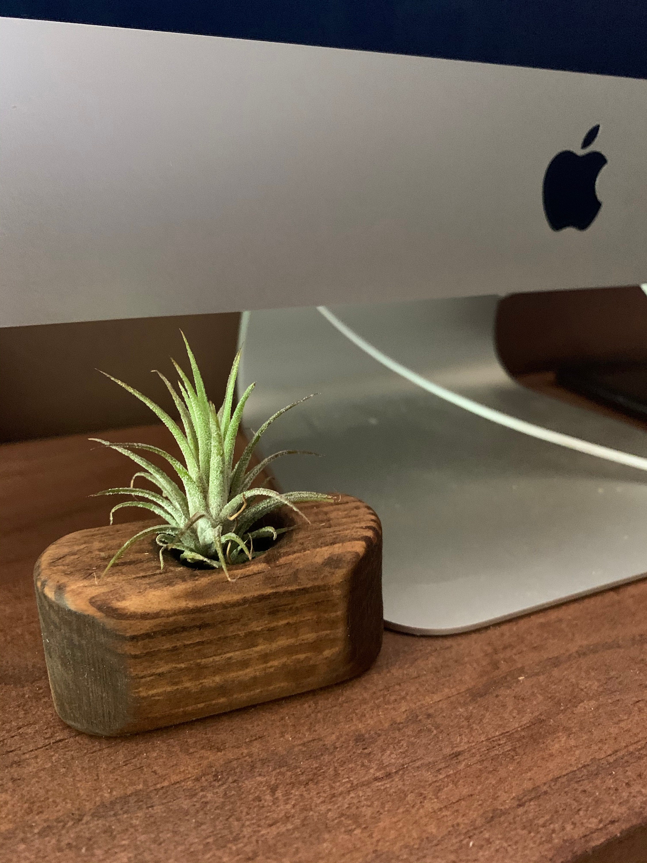 Small Air Plant Planter Optional Air Plant Included | Etsy