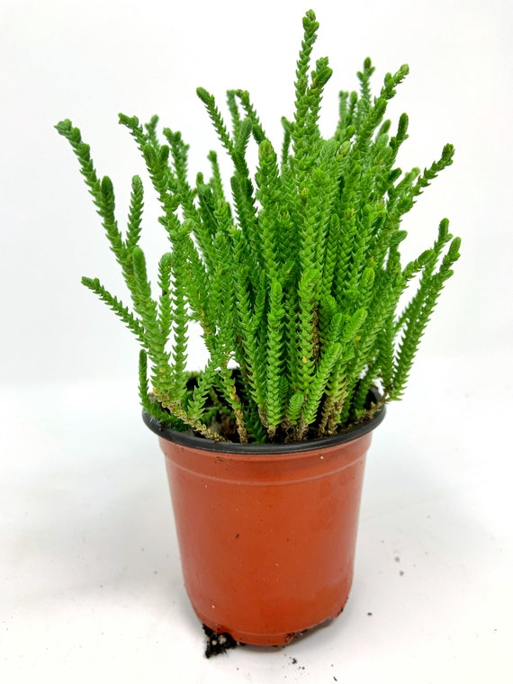 Watch Chain Succulent 4 Etsy