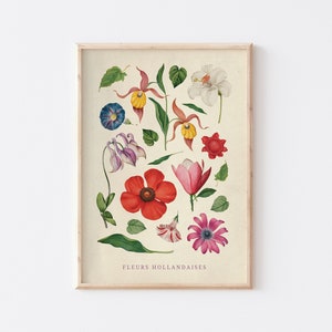 Vintage Poster, Botanical Illustrations Wall Print, Large Wall Print, Dutch Flowers Educational Poster, Colorful Print, UNFRAMED