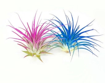 Pink & Blue Ionantha Guatemala Tillandsia Air Plant, Guatemala Air Plant, Air Plant, Airplant, Wholesale, Terrarium