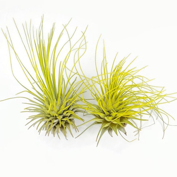 Buy 1 Get 1 FREE Yellow THIN Argentina Air Plant Guatemala Tillandsia, Air Plant Gift, Airplants, Terrarium Plants, Enhanced Air Plants