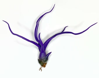 Purple Bulbosa Air Plant, Tillandsia Air Plant, Guatemala Air Plant, Air Plants, Decor, Plants, Terrarium Plant, Plant collector Plant lover