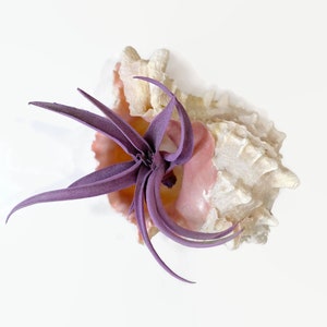 May include: A purple air plant growing in a pink and white seashell.