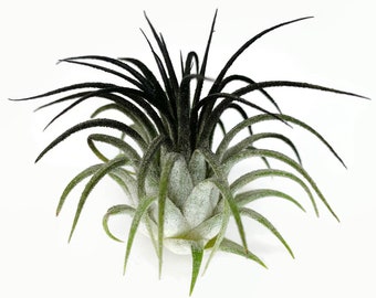 Black Ionantha Guatemala Tillandsia Air Plant, Guatemala Air Plant, Air Plant, Airplant, Wholesale, Terrarium, Enhanced AirPlants